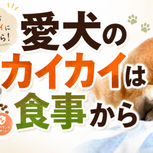 愛犬の皮膚のかゆみは食事から見直す。体の内側から始める穏やかなケア。