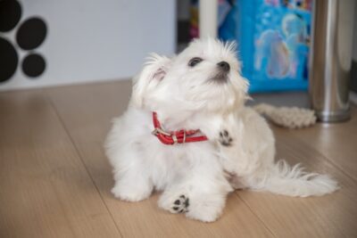 後ろ足で掻くマルチーズ