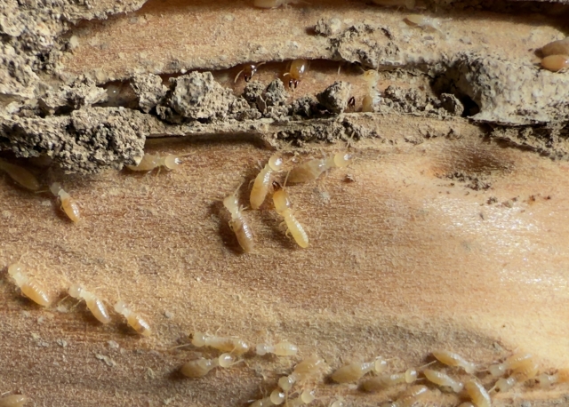 住宅の柱からシロアリの大群
