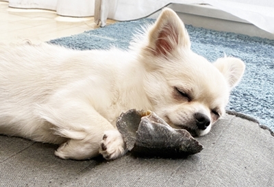 愛犬との暮らし