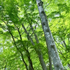 森林浴の科学｜自然の中にいるだけでストレスが減る脳科学的メカニズム